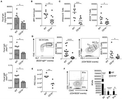 Gut Antibody Deficiency in a Mouse Model of CVID Results in Spontaneous Development of a Gluten-Sensitive Enteropathy